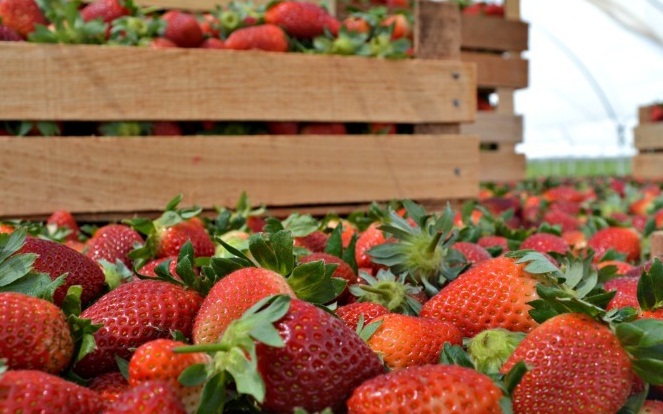 En Laredo se alistan para el XI Festival de la Fresa