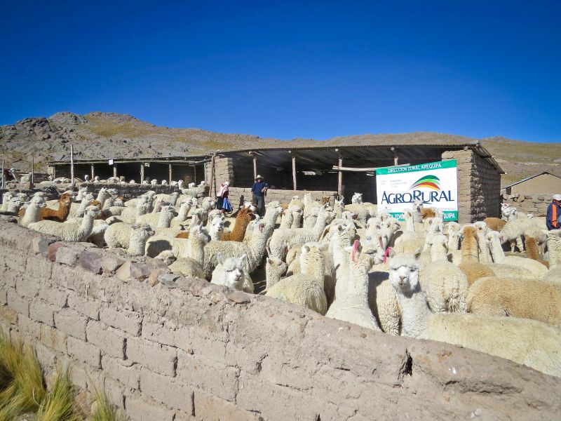 Gobierno implementó cobertizos para resguardo de más de 391 mil cabezas de ganado con durabilidad de 20 años