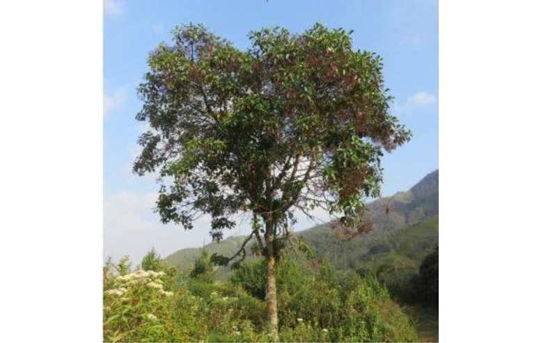 INIA estudia potencialidad del genoma del árbol de la quina