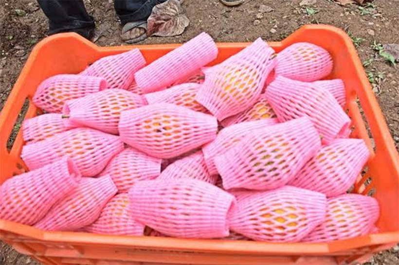 Otuzco: 300 productores de Usquil beneficiados con exportación de granadilla