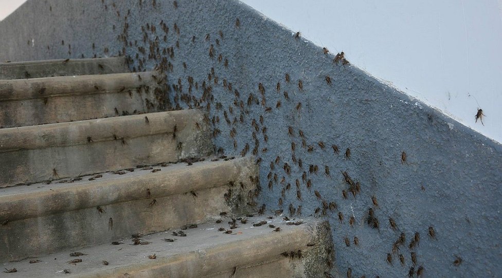 Trujillo: malaguas y grillos anuncian temporada intensa de calor