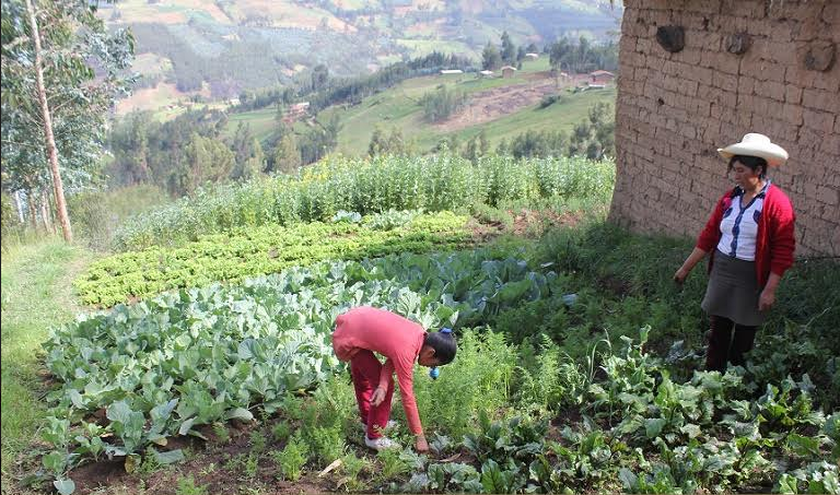 Otuzco: más de 370 familias de Agallpampa salen de la pobreza con Haku Wiñay