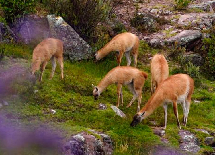 La Libertad: Santuario Nacional de Calipuy cumple 40 años como área natural protegida