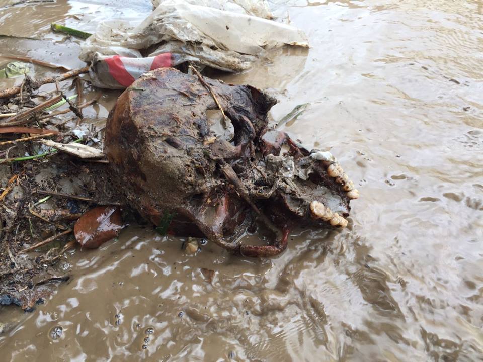Restos óseos de cementerios de El Porvenir invaden calles de Trujillo