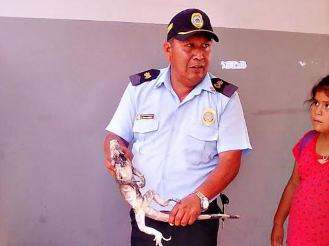 Trujillo: serenos encuentran una iguana en colegio de la urbanización La Rinconada