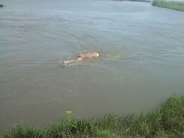 Hallan cuerpo de agricultor flotando en cauce de río Virú