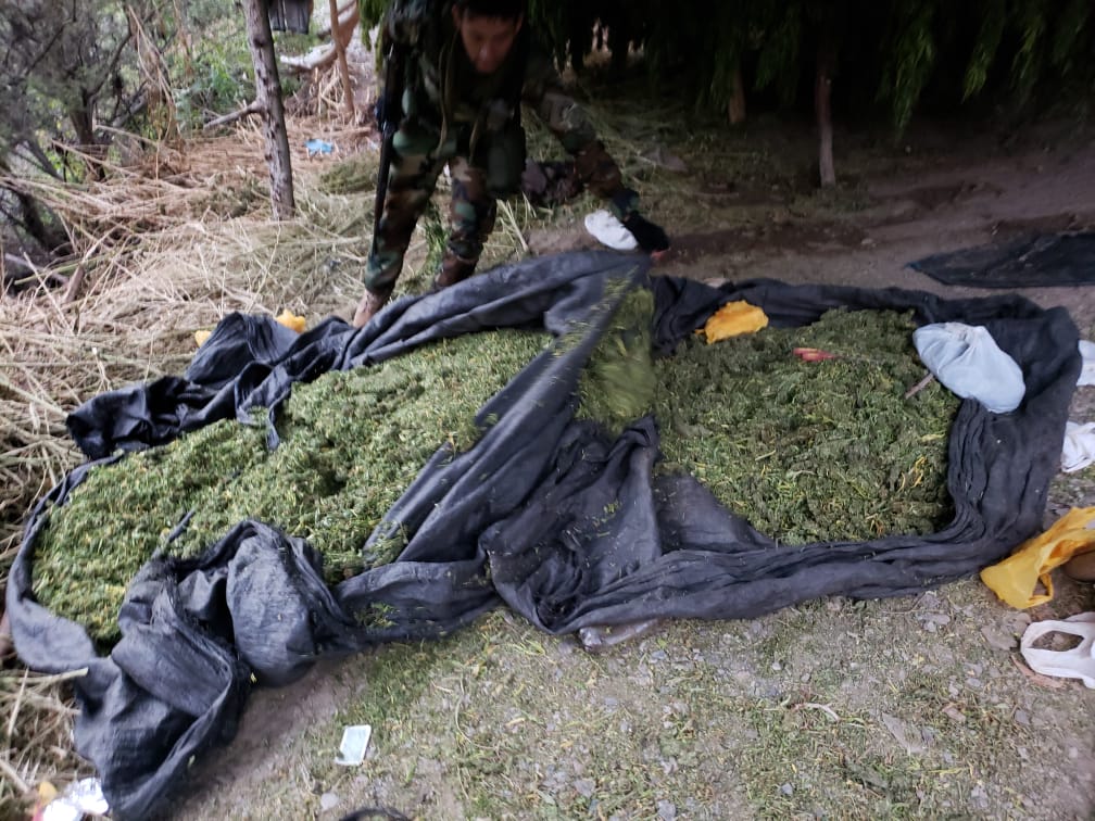 Erradican más de 4000 plantones de marihuana en Sánchez Carrión
