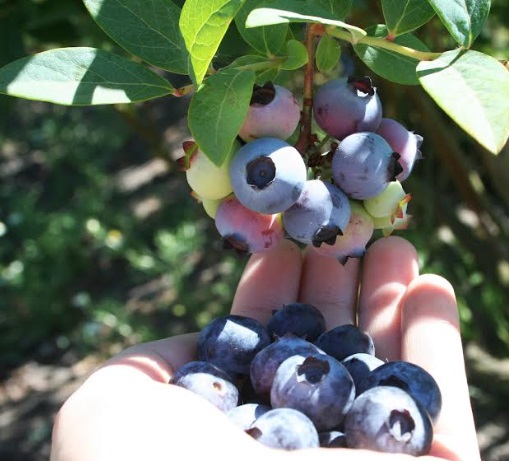 Oferta agroexportable peruana llegó a 135 mercados