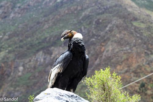 Majestuoso cóndor andino hace imponente aparición en Áncash e Ica  
