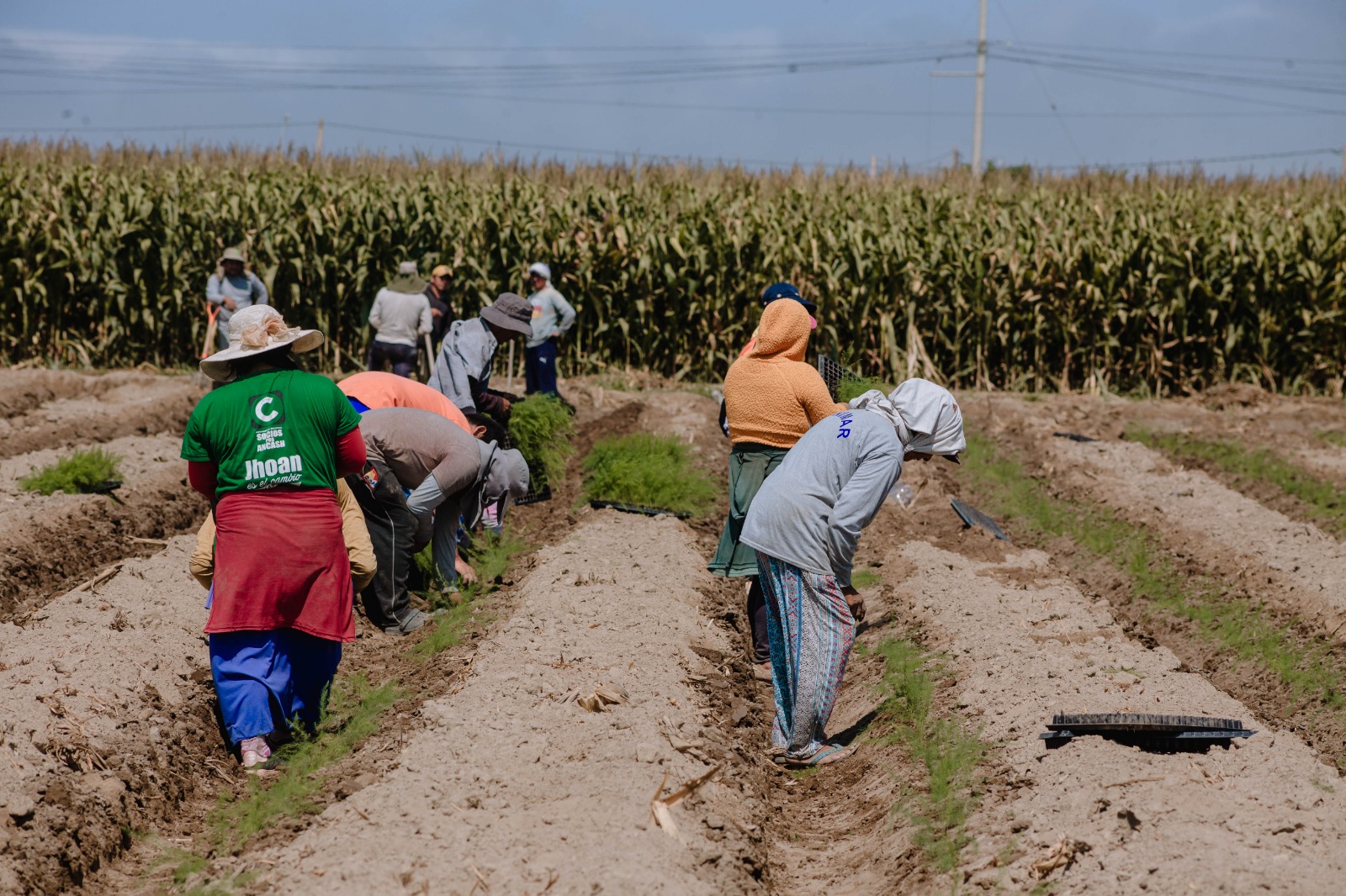 Aunor potencia la producción de espárrago a través del programa Sembrado Desarrollo