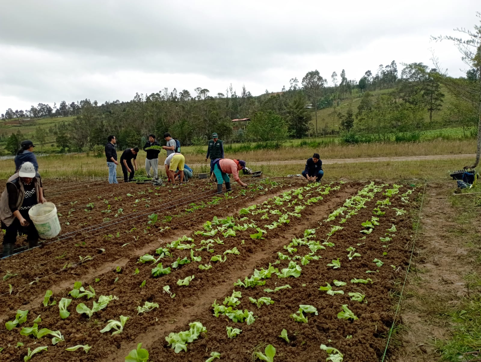 INIA incrementa en 80% el rendimiento de cultivos con parcelas demostrativas en 15 regiones