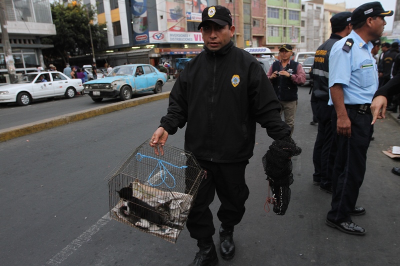 MPT rescata a animales que eran maltratados y vendidos en el mercado
