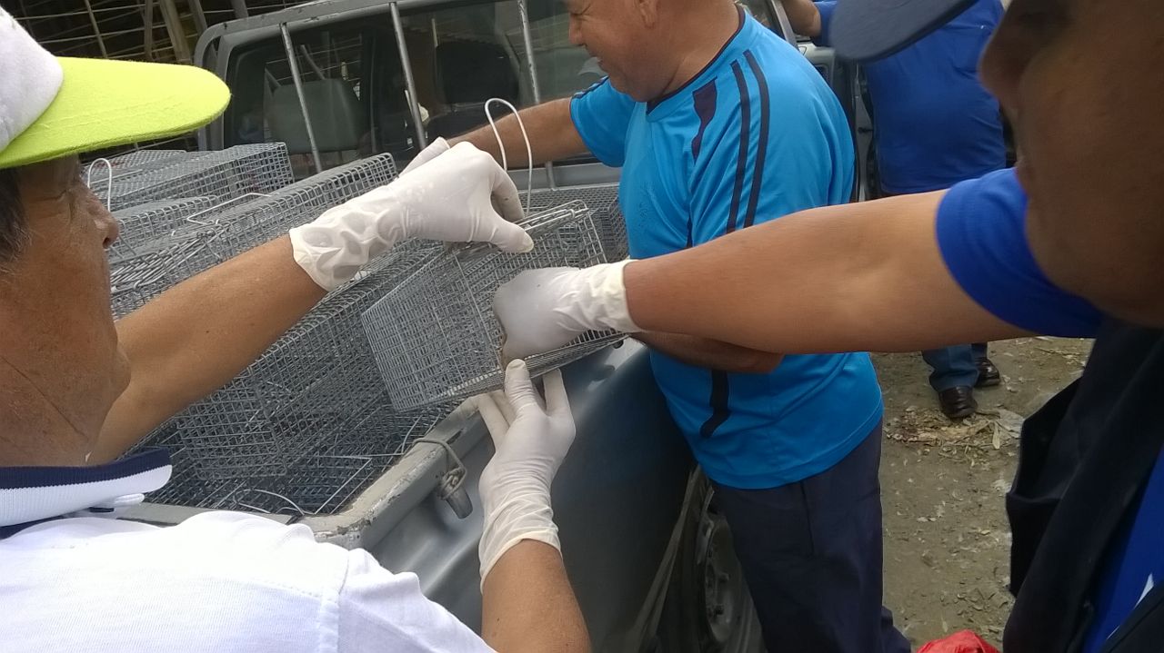 Combaten roedores en mercado La Hermelinda