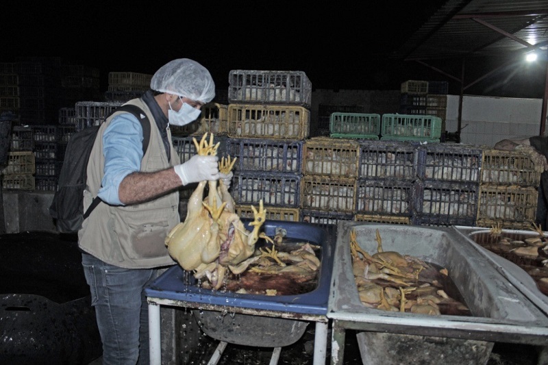 Incautan más de 700 pollos en peladores clandestinos de Trujillo