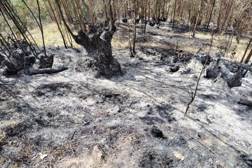 Incendio forestal consume seis hectáreas en el distrito de Cachicadán