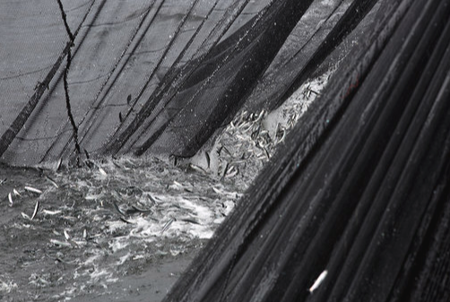 Industria pesquera lista para iniciar temporada y contribuir a reactivación del país