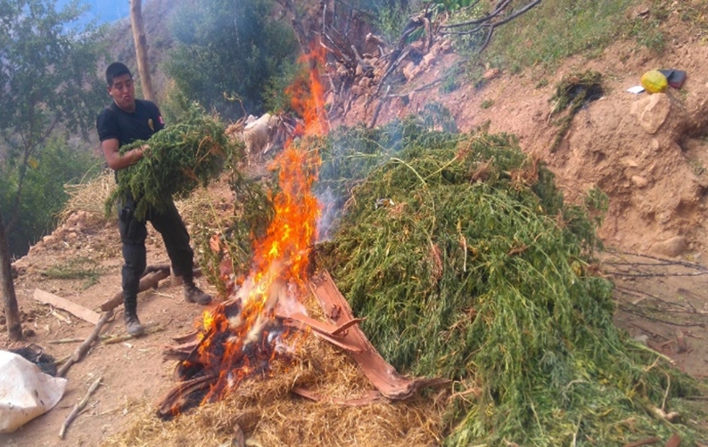 Erradican 4000 plantones de marihuana en Sánchez Carrión 