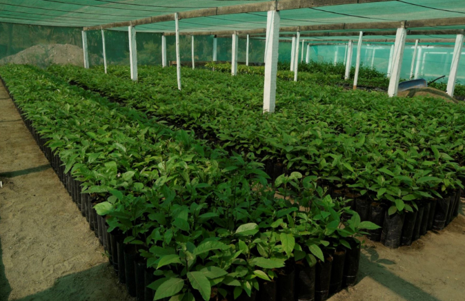 Instalará un vivero frutícola para mejorar sus cultivos en Bambamarca