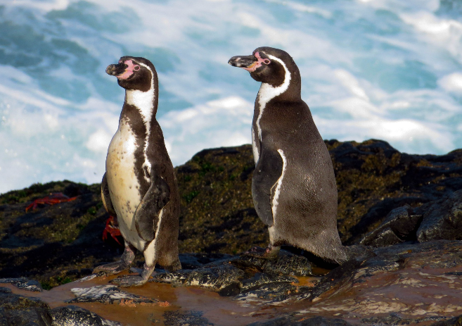 La Libertad: Sernanp lanza a islas Guañape como nuevo destino de naturaleza