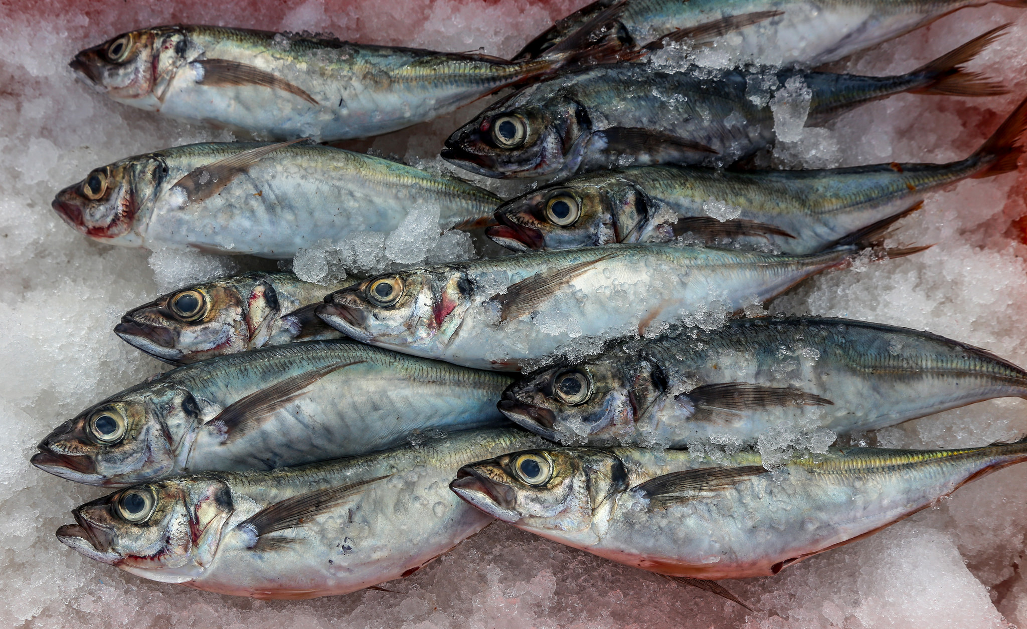 ¿Qué pescados son ideales para consumir en verano?