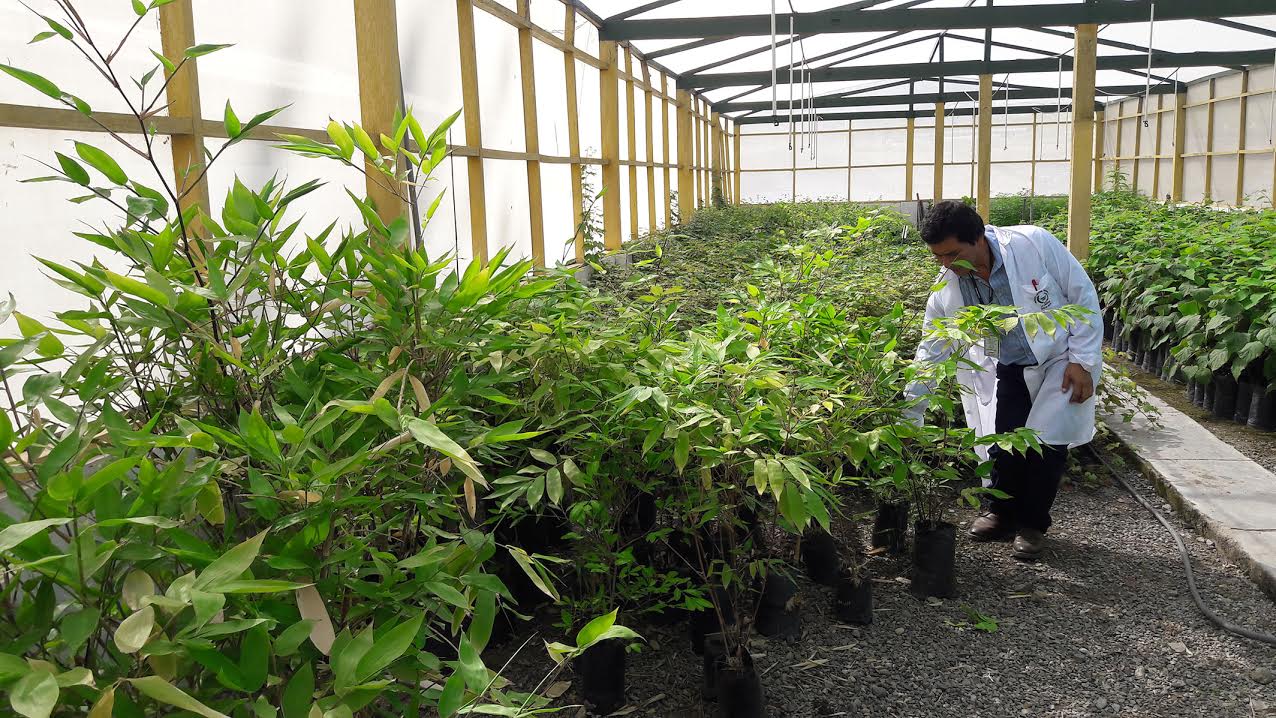 En laboratorio de Biotecnología de Chavimochic producen nuevos cultivos in vitro