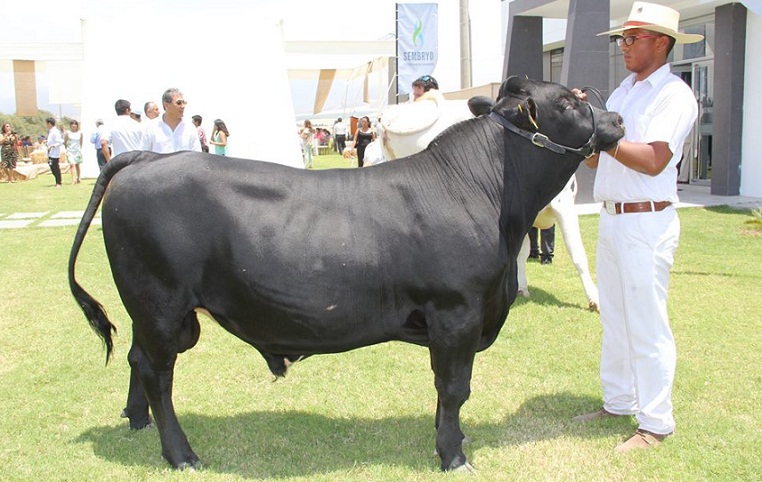 Inauguran laboratorio de producción de embriones de ganado in vitro en Virú