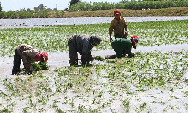 El clima incidirá en disminución en 1% de producción de arroz de La Libertad
