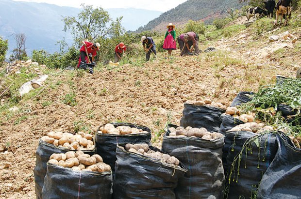 Provincia de Sánchez Carrión lidera producción de papa en región La Libertad