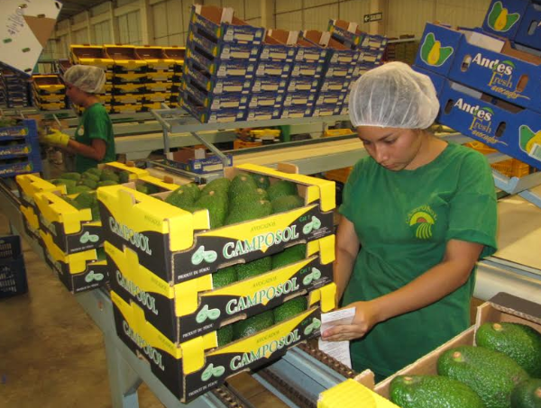 La Libertad lideró exportación de palta en el 2018