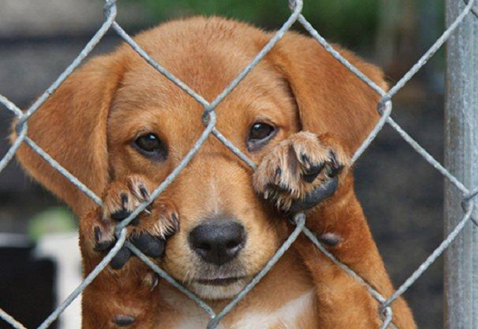   La Esperanza: maltrato animal será sancionado hasta con S/. 7700