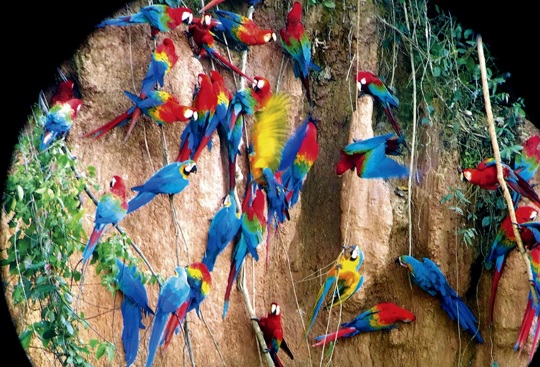 Perú reitera su voluntad de salvaguardar sus áreas naturales protegidas