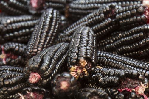 Conoce el supermaíz morado peruano que previene el cáncer y reduce el colesterol