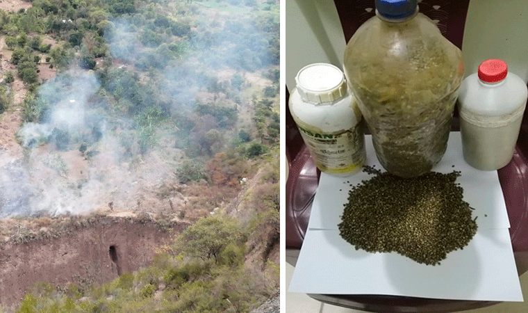 Sánchez Carrión: erradican 15 000 plantones de marihuana y decomisan 3000 más en proceso de secado