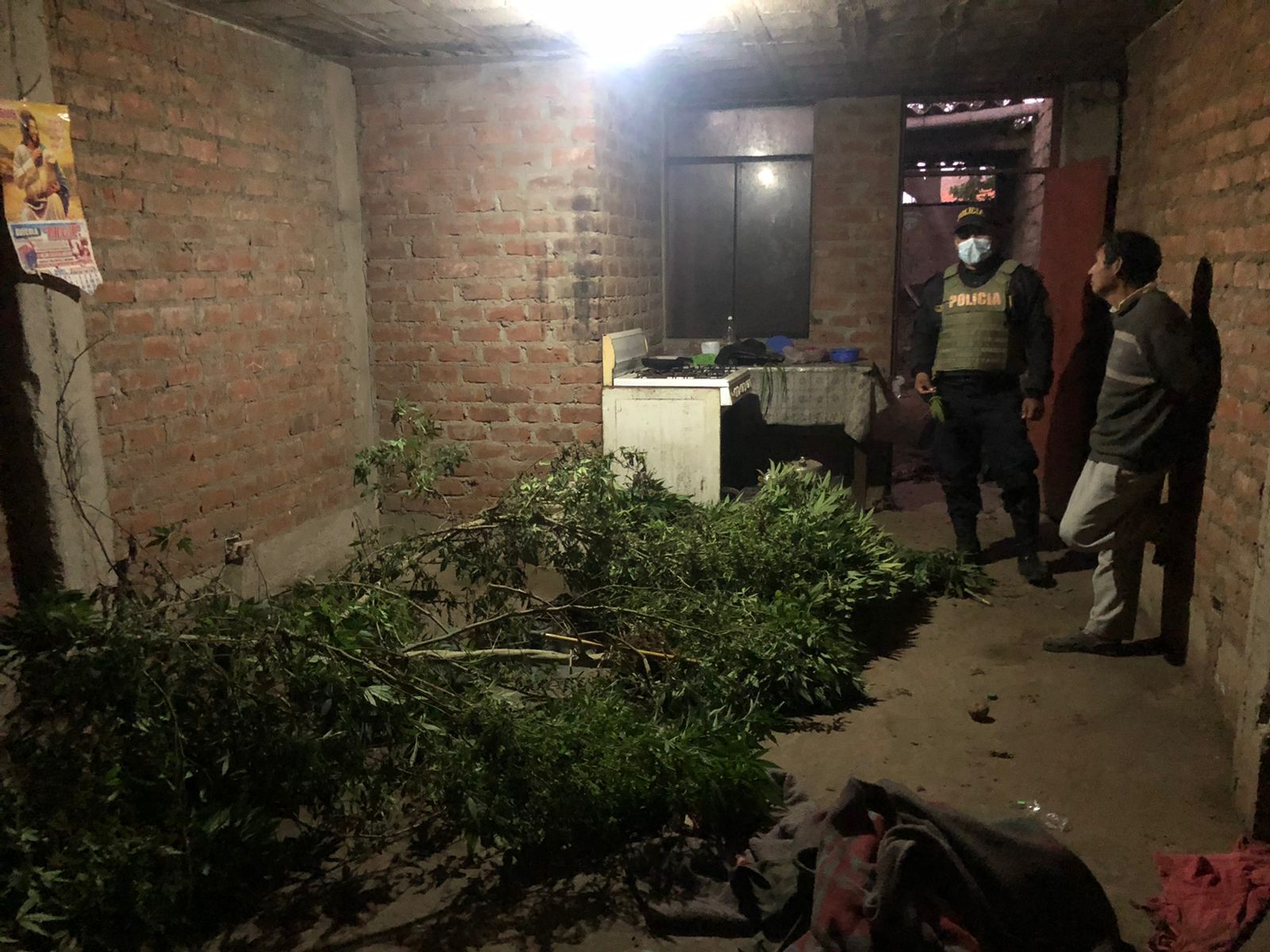Encuentran huerto de marihuana dentro de vivienda en Alto Trujillo
