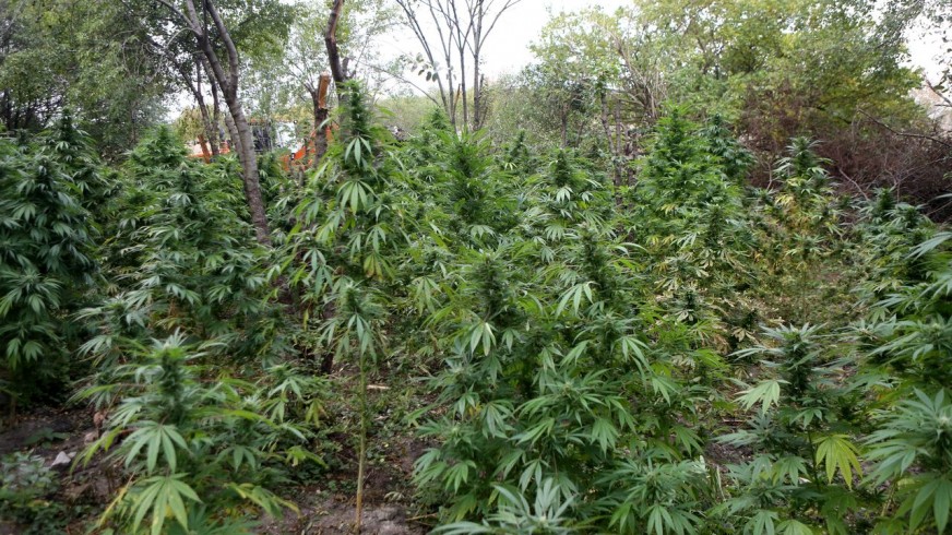 La Libertad: narcotraficantes sembraron droga en más de 12 hectáreas