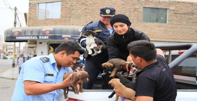 Rescatan a 18 mascotas que eran comercializadas ilegalmente en Trujillo