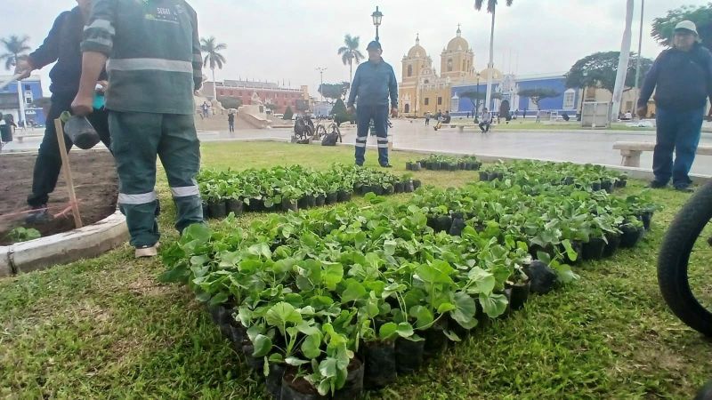 Siembran más de 10 mil geranios con flores rojas y blancas en la plaza mayor de Trujillo