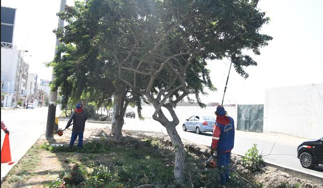 Víctor Larco: continúan trabajos de mantenimiento de áreas verdes