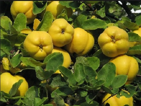 Productores de membrillo de La Libertad esperan apoyo para cultivos