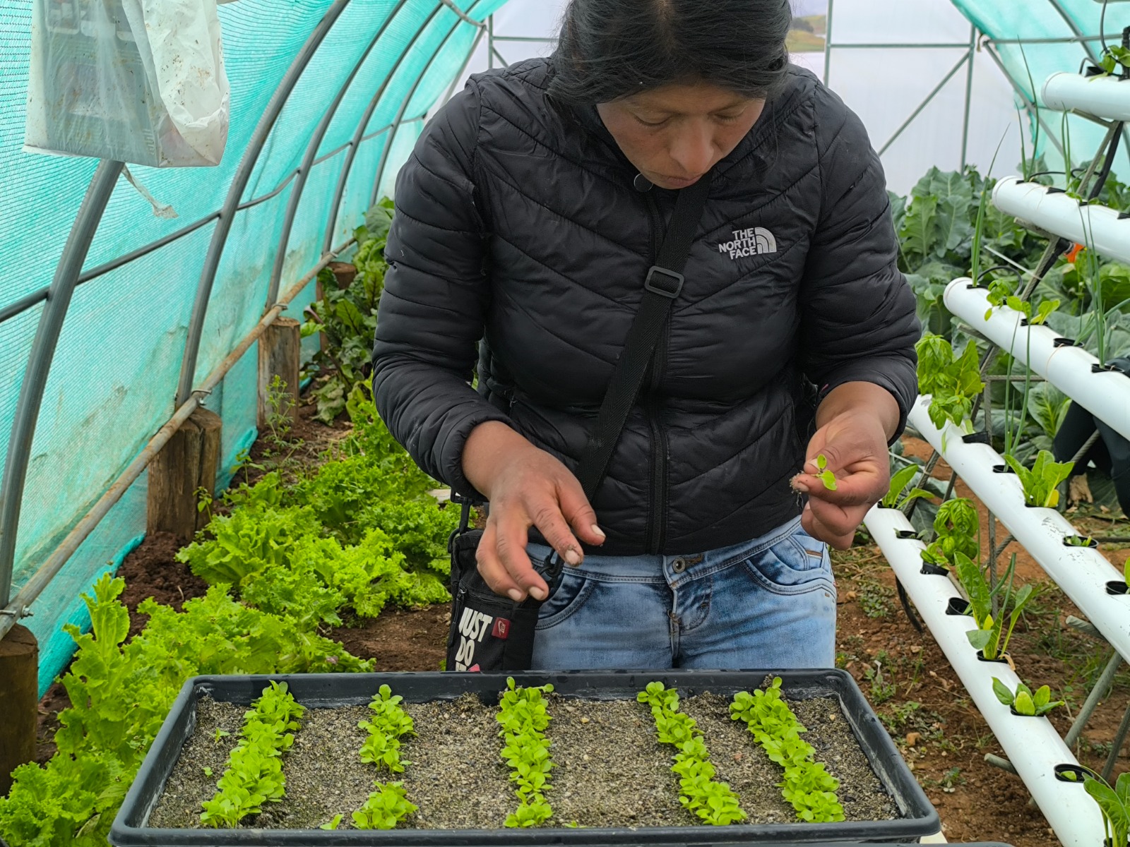 Más de 6,500 productores incrementan producción de hortalizas de calidad en módulos hidropónicos