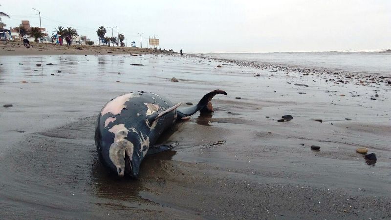  Alarma por aparición de aves y mamíferos muertos en playas trujillanas