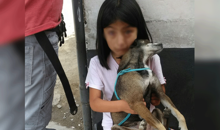 Trujillo: niña de 8 años se fuga con su perrito porque no le permitían tenerlo en la casa donde se mudaba