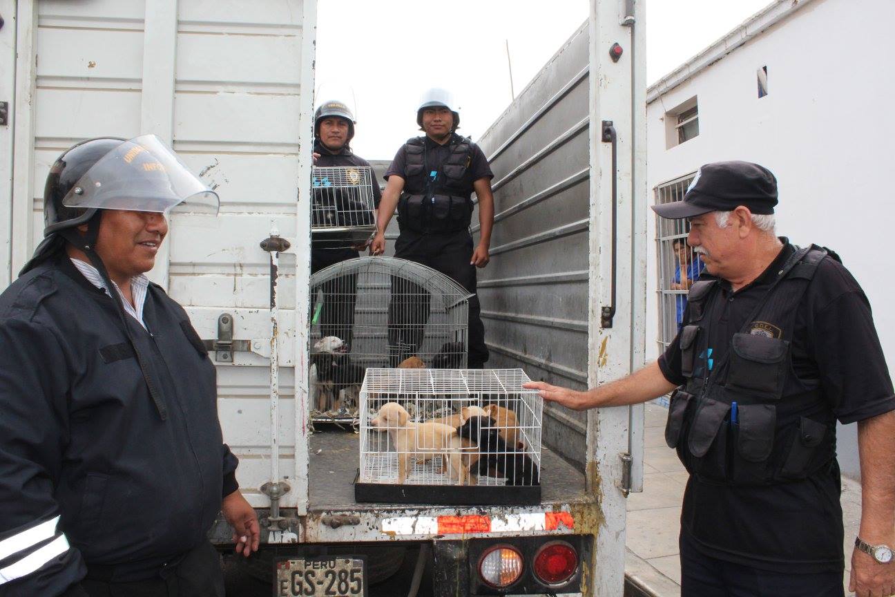 Rescatan a 16 perritos de mercado de Trujillo y serán puestos en adopción