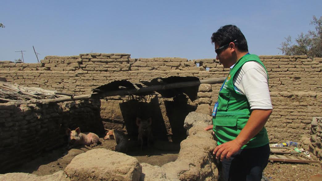 Municipio de Huanchaco interviene chancherías clandestinas en “El Milagro”   