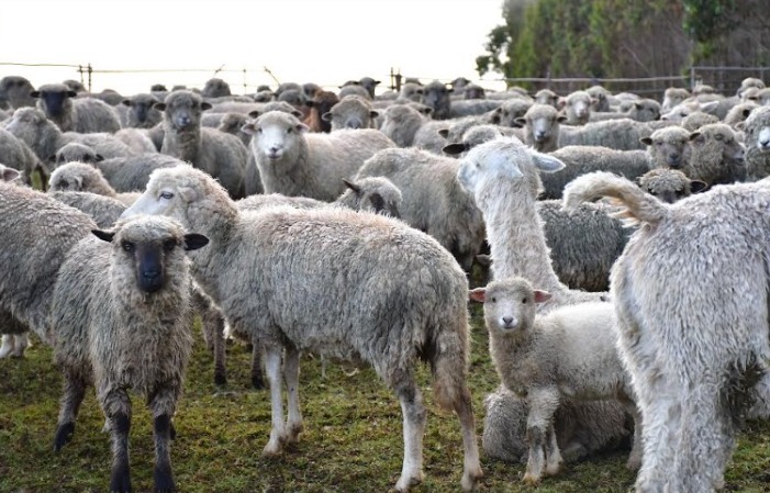 Implementan programa para mejorar producción de ovinos en el ande liberteño