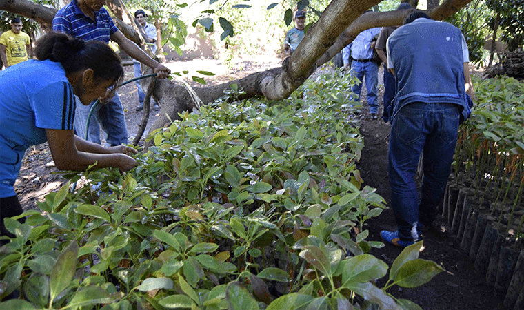 Siembran 236 plantones de palta Hass en Bolívar