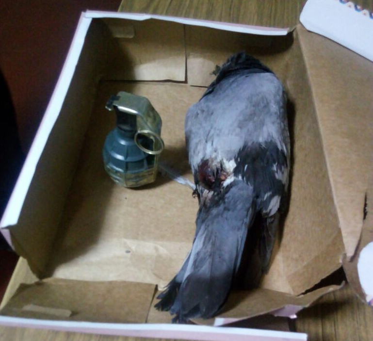 Vecinos de suegro de Cueva habrían dejado paloma muerta y granada de guerra