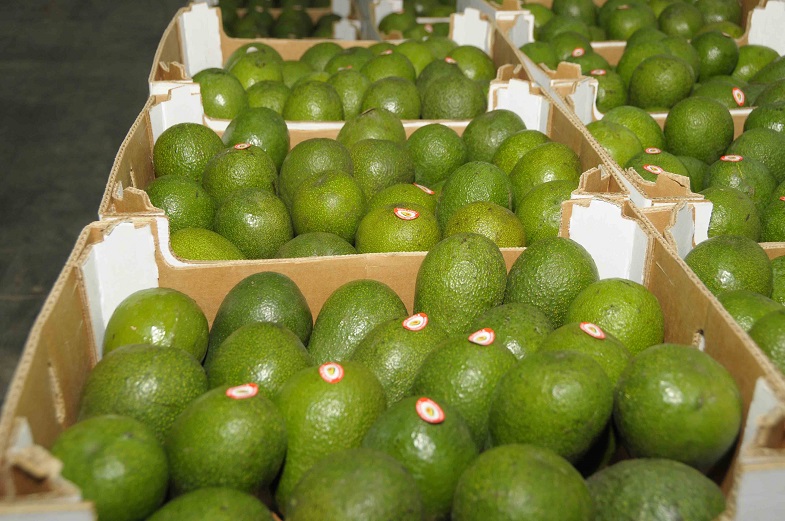 Ingreso de palta a China generará mayor producción y empleo