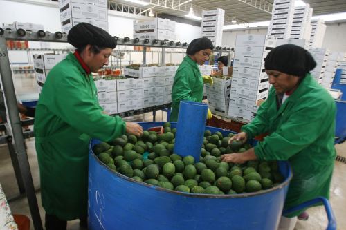 Arándano, pota y palta impulsan  exportaciones en Áncash, La Libertad , Lambayeque y Piura