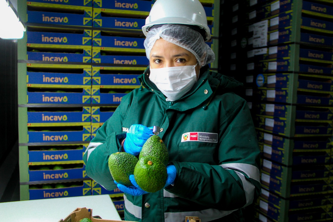 Tailandia puede disfrutar palta Hass peruana desde hoy